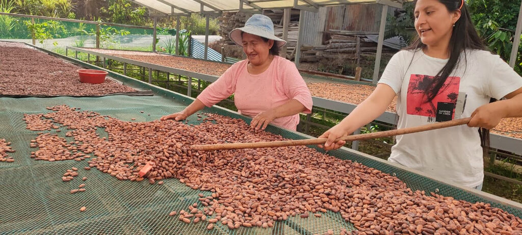 Secado de granos de cacao en origen