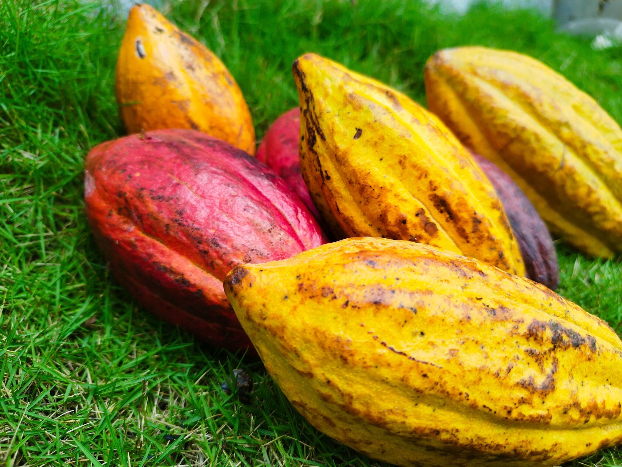 Mazorcas de cacao nativo peruano de colores