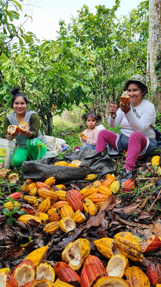 Mujeres cosechando cacao con un niño, en el campo
